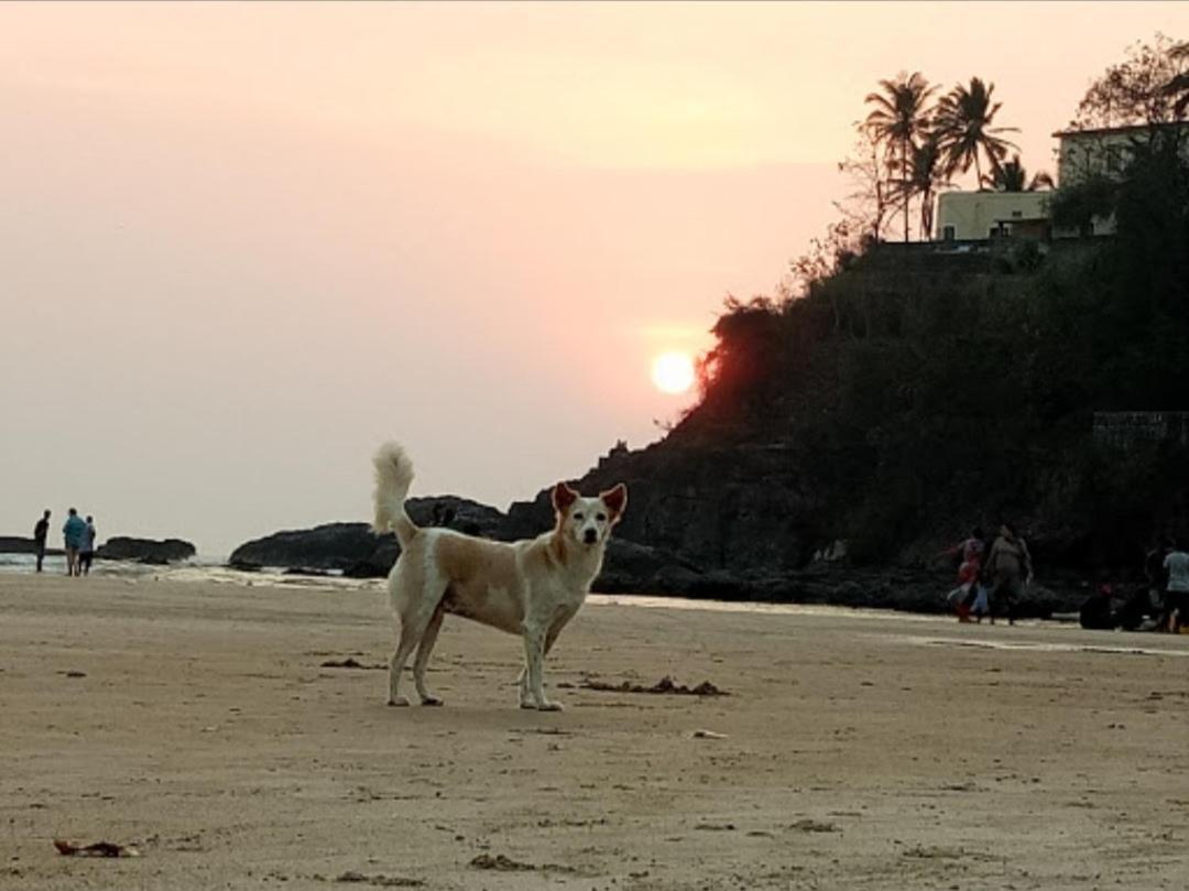 Red Rock Arambol Beach エクステリア 写真